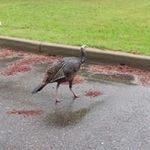 Profile Picture of Jeffrey Tittle (@jeffreytittle) on Instagram