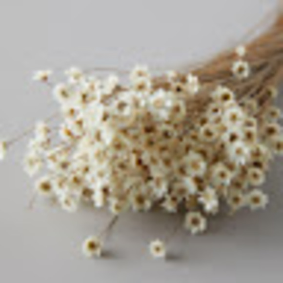 Profile Picture of Isabella Stabb (@isabellastabb) on Poshmark