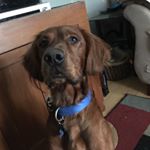 Profile Picture of Koda Renninger Osborne (@koda_dah_irishdoggie) on Instagram