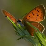 Anders Skordal Fiskum - Instagram Profile Picture of Anders Skordal Fiskum (@sommerfugler_i_norge) on Instagram