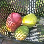 Profile Picture of Floyd Monroe (@floydmonroe) on Instagram