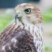 Profile Picture of Mark Hawksley (@hawksleym) on Pinterest