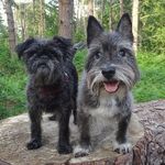 Profile Picture of Albert and Seamus (@albie_moose) on Instagram