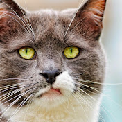 Profile Picture of Nathan Leo (@nathanleo1606) on Youtube