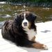 Profile Picture of Tina Laurin-Watson (@tinnyt) on Pinterest