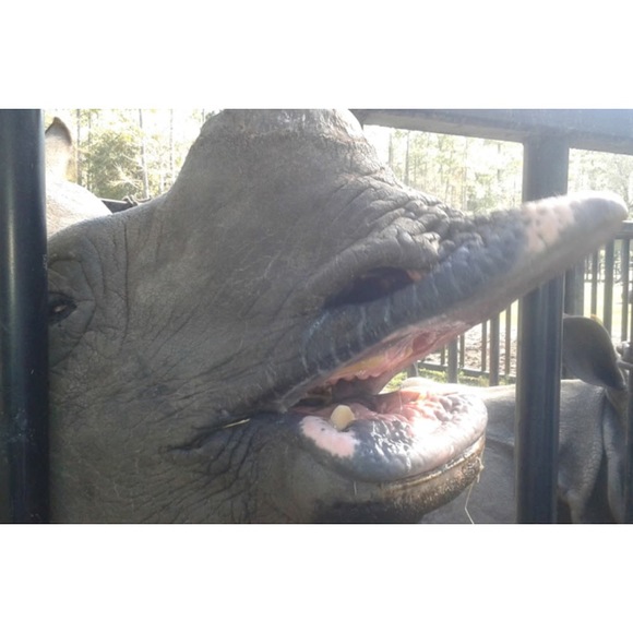 Profile Picture of Demetria Kotsakis (@dkotsakis) on Poshmark