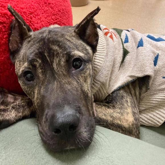 Profile Picture of Tracey Eckersley (@treybeth) on Poshmark