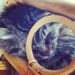 Profile Picture of Tracy Thomas (@tinkletcyru) on Instagram
