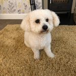 Profile Picture of 🐾🐾🌎 Eric 💙18/4/17 Bichon Frise (@eric_the_dog12) on Instagram