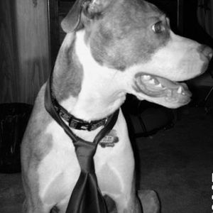 Profile Picture of Allie Hebert (@alliethepit) on Myspace