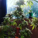 Profile Picture of Neil Weeks (@neil.weeks.568) on Instagram