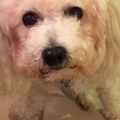 Profile Picture of Laurie Charles (@laurie10818) on Twitter