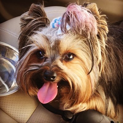 Profile Picture of Cali Neil (@cali_neil) on Twitter