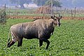 Profile Picture of Nilgaion Wikipedia