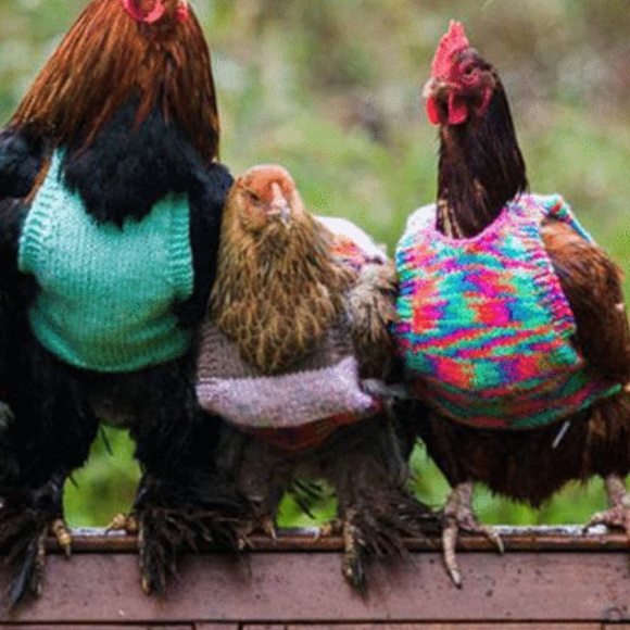 Profile Picture of Jacqueline Hicks (@elydog12) on Poshmark