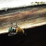 Profile Picture of Renee (@reneebrunero) on Instagram