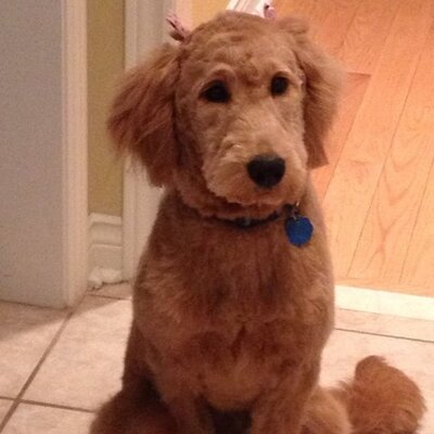 Profile Picture of Mike Tavella (@michaeltav747) on Twitter