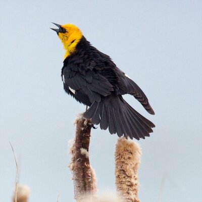 Profile Photo of David Pugh (@CalgaryBirder) on Twitter