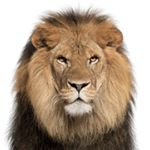 Profile Picture of Bryan Ozawa (@ozawa.re) on Instagram