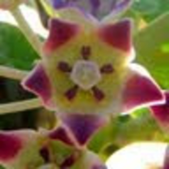 Linda Bergrin - Poshmark Profile Picture of Linda Bergrin (@linberg415) on Poshmark