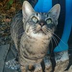 Profile Picture of Liceo Saffo's cat (@its_saffoo) on Instagram