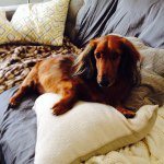 Profile Picture of Rusty Low (@champagne_pawpi) on Instagram