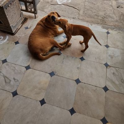 Profile Picture of Krishne Gowda S (@Srikrishnas6) on Twitter