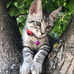 Profile Picture of PETER MATUS MOYA (@catpe_ter) on Instagram