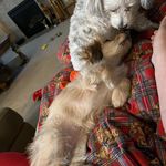 Profile Picture of Pamela Ivy🌹HarleyQuinn🤪♦️ (@pamelaandharley) on Instagram