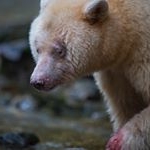 Profile Picture of Paul Ray (@wildworldimages) on Instagram