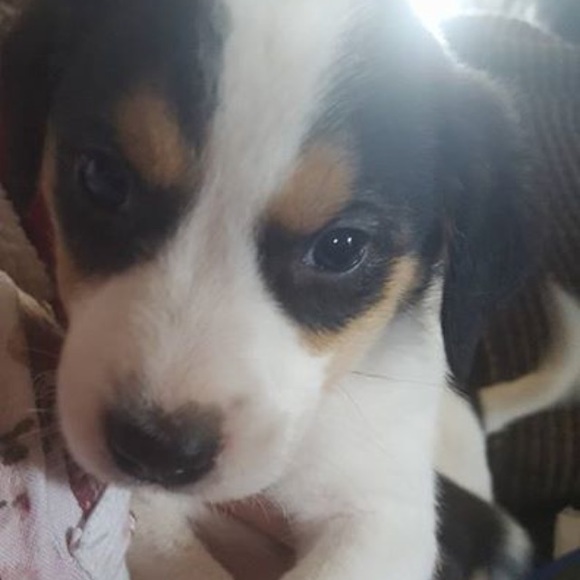 Profile Picture of Tonya Faris (@tfaris13) on Poshmark