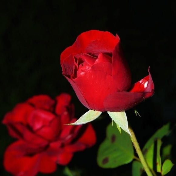 Profile Picture of Mara ibis Rodriguez (@maraibisr) on Poshmark