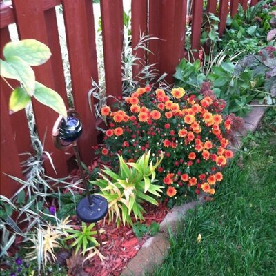 Profile Picture of Lisa Shull (@lisashull) on Twitter