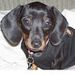Profile Picture of Paul Tidwell (@ellaelyseeva) on Pinterest