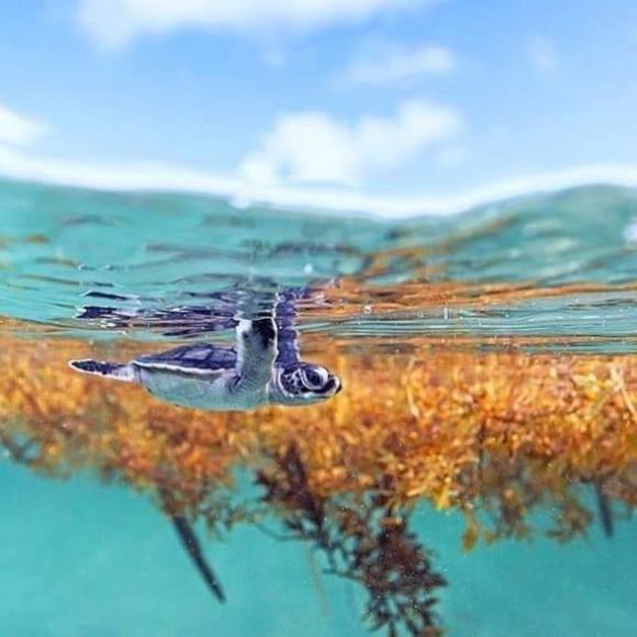 Profile Picture of Dianna Labaire (@caeamk) on Poshmark