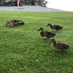 Profile Picture of Claudia Canonica (@Claudia-Canonica) on Facebook