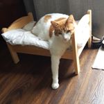 Profile Picture of Brent Forbes (@cujo2108) on Instagram