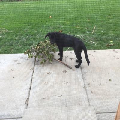 Profile Picture of Tyler Frick (@TigerTman1920) on Twitter