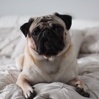 Profile Picture of Kevin Malone (@kevin_the_pocket_pug) on Instagram