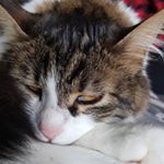 Profile Picture of Kehri (@benkehro) on Instagram