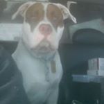 Profile Picture of Stephen Ray Linton (@that_one__asshole) on Instagram