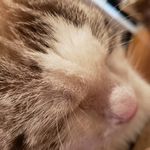 Profile Picture of Derrick (@unnecessarilyclosepicsofmycat) on Instagram