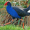 Profile Picture of Brian Hester (@Stupid Pukeko) on Flickr