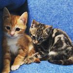 Profile Picture of Cat Lai @Amber @Black Leopard (@catlai.b.leopard.amber) on Instagram