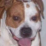 Profile Picture of Charles Huffman (@cujo6313) on Instagram