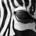 Profile Picture of Daniel Schönberg (@schoenbergdaniel) on Instagram