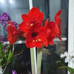 Profile Picture of Helen Leach (@wilmawanders) on Instagram