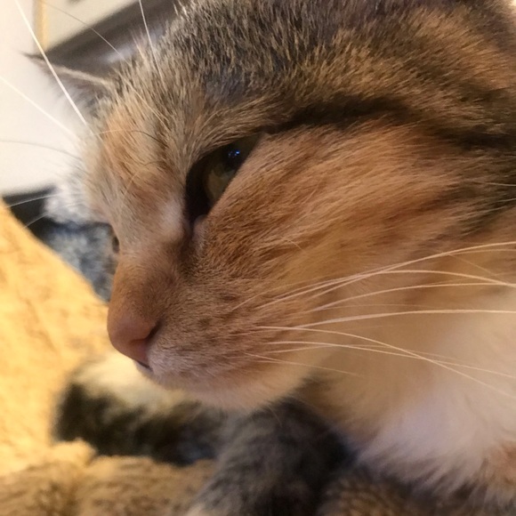 Profile Picture of Ellen Chancellor (@echancelloe) on Poshmark