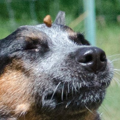 Profile Picture of Scott Bedenbaugh (@TheDogPhotoGuy) on Twitter