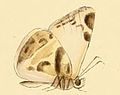 Profile Picture of Heliopetes lavianaon Wikipedia